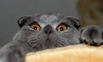 Britská fold cat: realita nebo mýtus